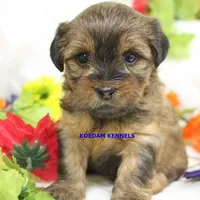 Winter Female 3, a female Shorkie for sale in Rock Rapids, IA – Photo 1 of 2
