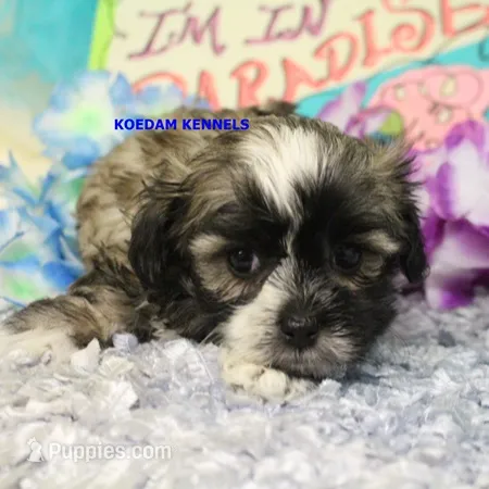Valentine Male 1 – Mal Shi puppy for sale in Rock Rapids, IA