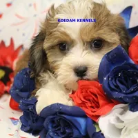 Summer Female 2, a female Shichon for sale in Rock Rapids, IA – 1 of 2