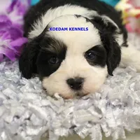 Shiva Male 3, a male Shichon for sale in Rock Rapids, IA – 2 of 2
