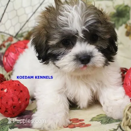 Egypt Female 2 – Shichon puppy for sale in Rock Rapids, IA