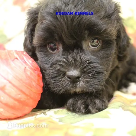 Eris Female 3 – Shihpoo puppy for sale in Rock Rapids, IA