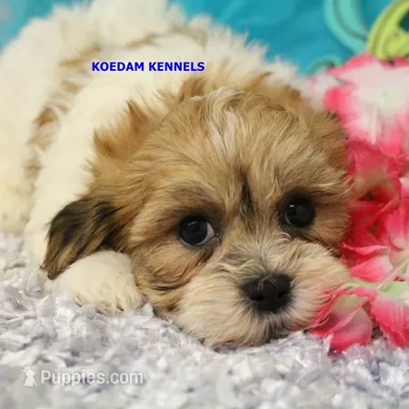 Uma Male 2 – Shichon puppy for sale in Rock Rapids, IA