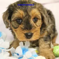 Cinder Male, a male Yorkipoo for sale in Rock Rapids, IA – Photo 2 of 5