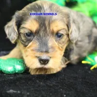 Cinder Male, a male Yorkipoo for sale in Rock Rapids, IA – Photo 1 of 2