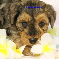 Cinder Male, a male Yorkipoo for sale in Rock Rapids, IA – Photo 5 of 5