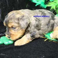 Cinder Male, a male Yorkipoo for sale in Rock Rapids, IA – Photo 2 of 2