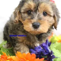 Cinder Male, a male Yorkipoo for sale in Rock Rapids, IA – Photo 1 of 5