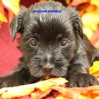 Joy Female 6, a female Yorkshire Terrier for sale in Rock Rapids, IA – Photo 3 of 6