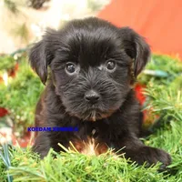 Joy Female 6, a female Yorkshire Terrier for sale in Rock Rapids, IA – Photo 2 of 6