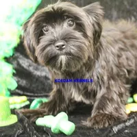 Joy Female 6, a female Yorkshire Terrier for sale in Rock Rapids, IA – Photo 6 of 6