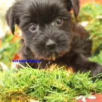 Joy Female 6, a female Yorkshire Terrier for sale in Rock Rapids, IA – Photo 5 of 6