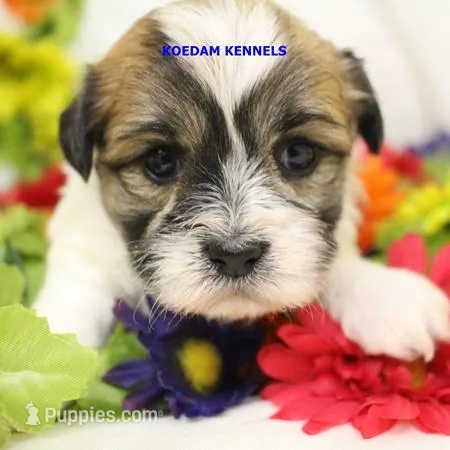 Uma Female 1 – Shichon puppy for sale in Rock Rapids, IA