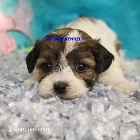 Summer Female 1 – Shichon puppy for sale in Rock Rapids, IA