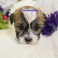 Uma Female 1, a female Shichon for sale in Rock Rapids, IA – Photo 2 of 2