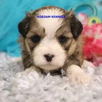 Tickles Female 2, a female Mal Shi for sale in Rock Rapids, IA – 2 of 2