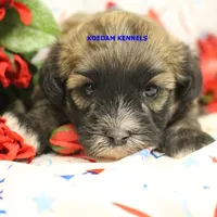 Eris Female 2, a female Shihpoo for sale in Rock Rapids, IA – 2 of 2
