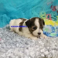 Summer Male 1, a male Shichon for sale in Rock Rapids, IA – Photo 2 of 2