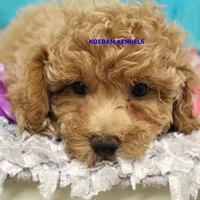 Cass Male 2, a male Poochon for sale in Rock Rapids, IA – 4 of 4