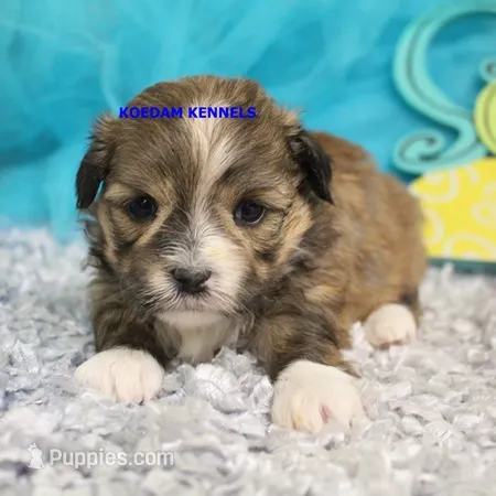 Tickles Female 4 – Mal Shi puppy for sale in Rock Rapids, IA