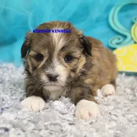 Tickles Female 4, a female Mal Shi for sale in Rock Rapids, IA – 1 of 2
