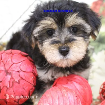 Pumpkin Female 2 – Morkie puppy for sale in Rock Rapids, IA