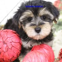 Pumpkin Female 2, a female Morkie for sale in Rock Rapids, IA – 1 of 4