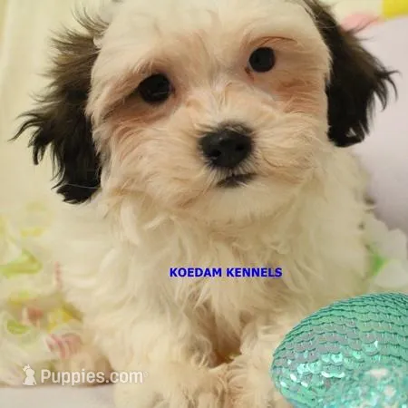 Merry Male – Mal Shi puppy for sale in Rock Rapids, IA