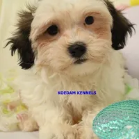 Merry Male, a male Mal Shi for sale in Rock Rapids, IA – Photo 1 of 5