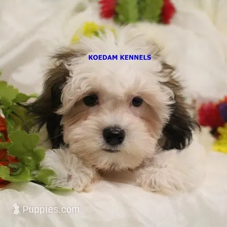 Merry Male – Mal Shi puppy for sale in Rock Rapids, IA