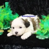 Merry Male, a male Mal Shi for sale in Rock Rapids, IA – Photo 2 of 2