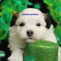 Merry Male, a male Mal Shi for sale in Rock Rapids, IA – Photo 1 of 2