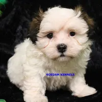 Merry Male, a male Mal Shi for sale in Rock Rapids, IA – Photo 2 of 5