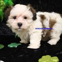 Merry Male, a male Mal Shi for sale in Rock Rapids, IA – Photo 5 of 5