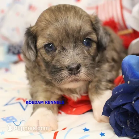 Eris Male – Shihpoo puppy for sale in Rock Rapids, IA