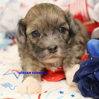 Eris Male, a male Shihpoo for sale in Rock Rapids, IA – 1 of 2