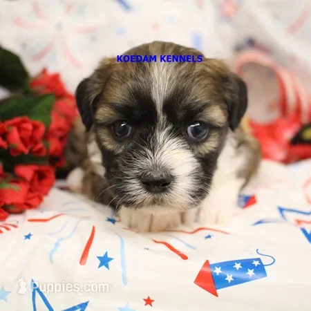 Egypt Female 4 – Shichon puppy for sale in Rock Rapids, IA