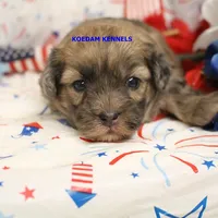 Eris Female 1, a female Shihpoo for sale in Rock Rapids, IA – 2 of 2