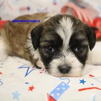 Egypt Female 3, a female Shichon for sale in Rock Rapids, IA – 1 of 2