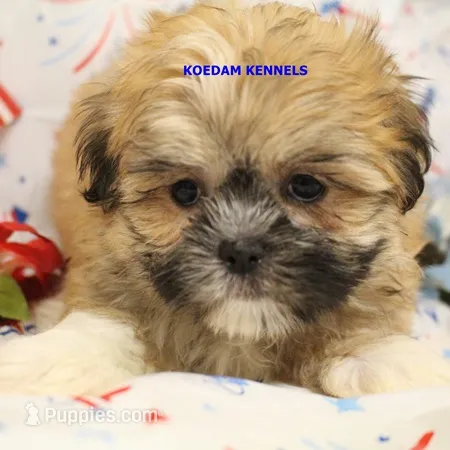 Tickles Female 3 – Mal Shi puppy for sale in Rock Rapids, IA