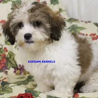 Summer Male 1, a male Shichon for sale in Rock Rapids, IA – 2 of 2
