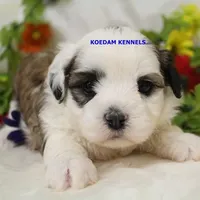 Frenchy Female, a female Shichon for sale in Rock Rapids, IA – Photo 1 of 2