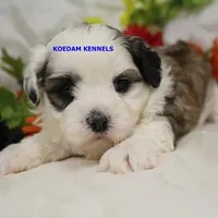 Frenchy Female, a female Shichon for sale in Rock Rapids, IA – Photo 2 of 2