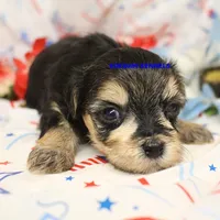 Pumpkin Female 2, a female Morkie for sale in Rock Rapids, IA – 2 of 2