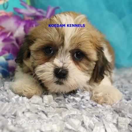 Uma Female 2 – Shichon puppy for sale in Rock Rapids, IA