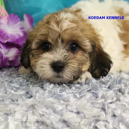 Uma Male 1 – Shichon puppy for sale in Rock Rapids, IA
