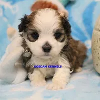 Flora Male 1, a male Maltese and Shih Tzu for sale in Rock Rapids, IA – Photo 4 of 6
