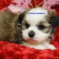 Flora Male 1, a male Maltese and Shih Tzu for sale in Rock Rapids, IA – Photo 6 of 6