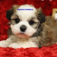Flora Male 1, a male Maltese and Shih Tzu for sale in Rock Rapids, IA – Photo 3 of 6