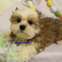 Flora Male 1, a male Maltese and Shih Tzu for sale in Rock Rapids, IA – Photo 1 of 6